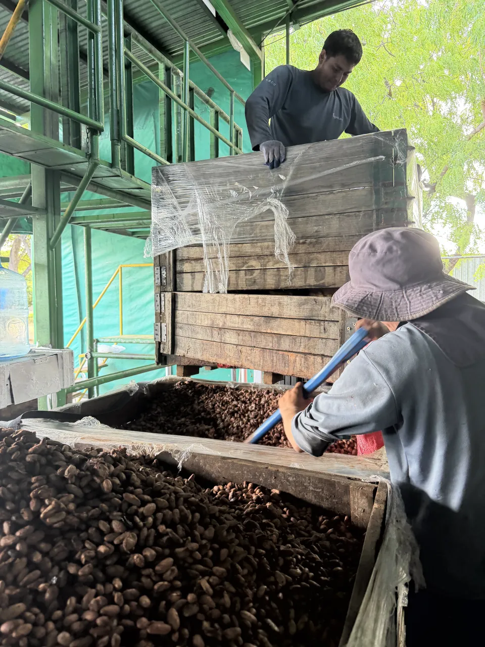 Two workers at wooden fermentation boxes of cacao, one turning the beans with a shovel
