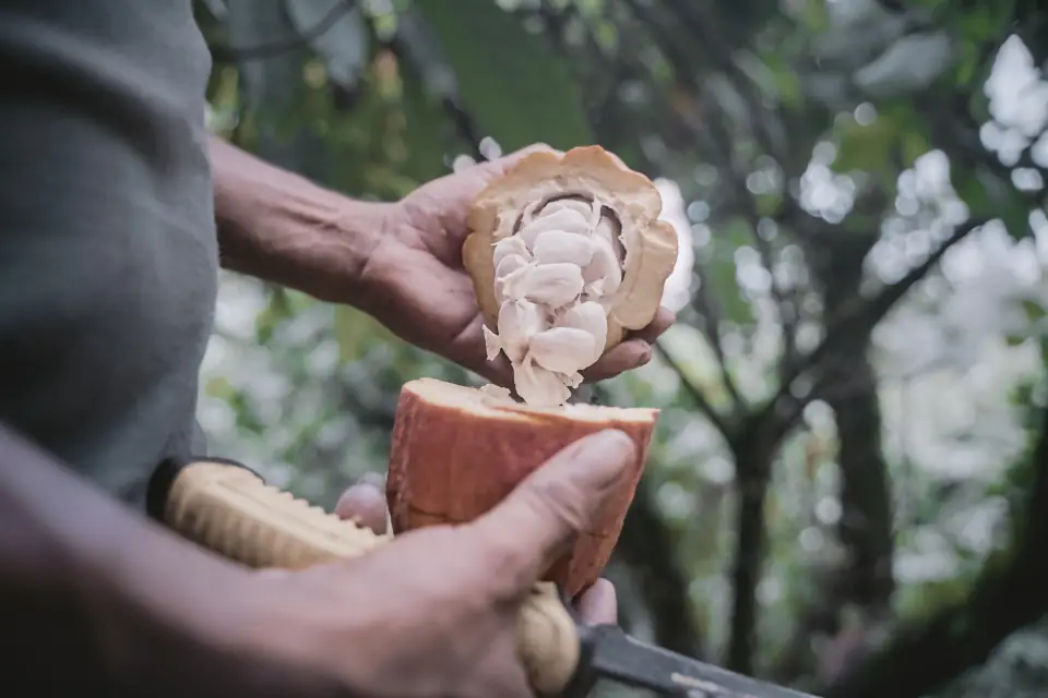 Hands splitting open a cacao pod, white pulp around the beans, a blurred cacao grove behind