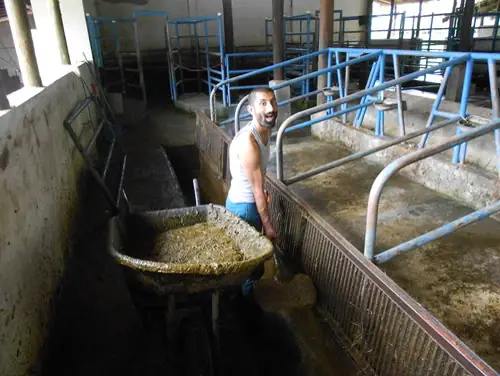 Muffadal in a white tank top beside a wheelbarrow of manure slurry in a dairy barn, mouth open in mock horror