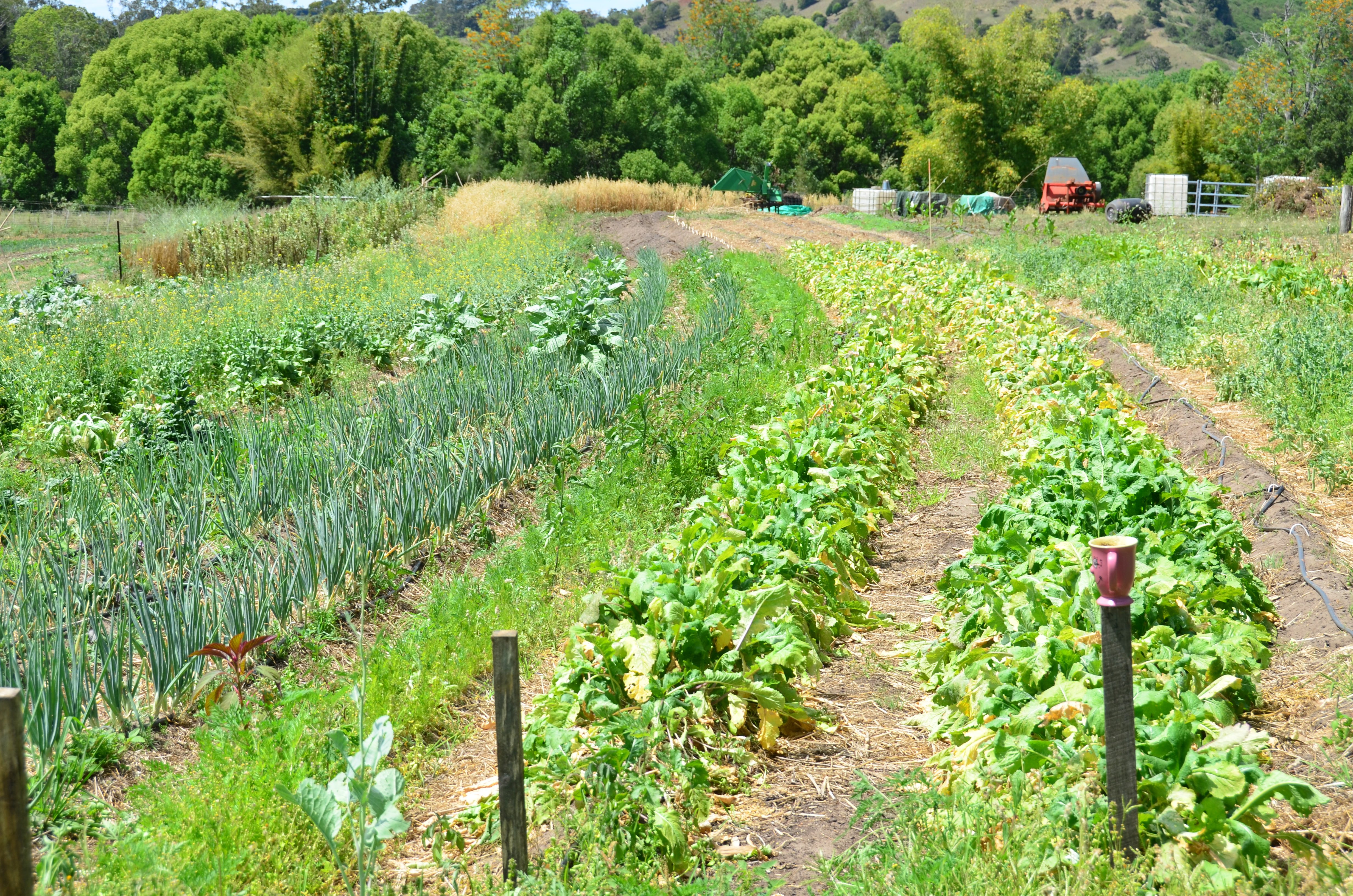 Healthy Food Permaculture