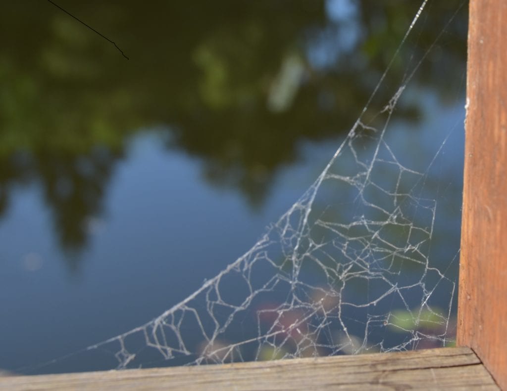 Permaculture Web