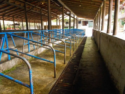 A covered barn with rows of blue metal stalls and a drainage grate along a concrete walkway.