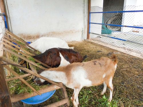 Three goats, one white, one brown and white and one tan and white, feed from a wooden hay rack in a covered pen.